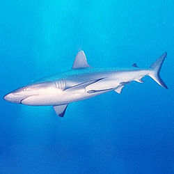 Sharks