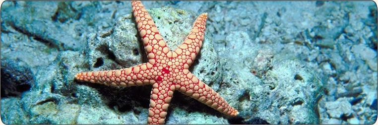 Starfish
