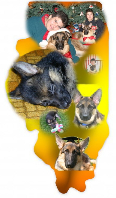 Poocho in Illinois Graphic by Fox